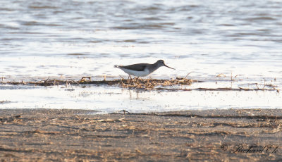 Tereksnppa - Terek Sandpiper (Xenus cinereus)