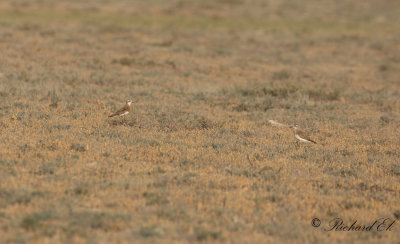 Kaspisk pipare - Caspian Plover (Charadrius asiaticus)