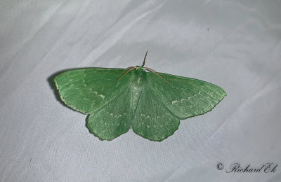 Dagfjrilsmtare - Large Emerald (Geometra papilionaria)