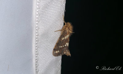 Dvrgrotfjril - Gold Swift (Phymatopus hecta)
