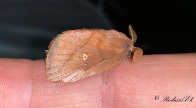 Grselefant - The Drinker (Euthrix potatoria)