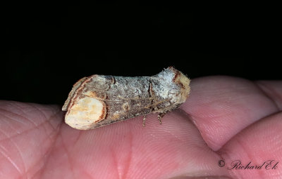 Oxhuvudspinnare - The Buff-tip (Phalera bucephala)