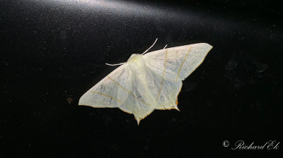 Svansmtare - Swallow-tailed moth (Ourapteryx sambucaria)