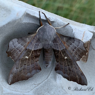 Poppelsvrmare - Poplar Hawk-moth (Laothoe populi) 