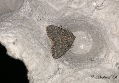 Klverfly - Nutmeg (Anarta trifolii)