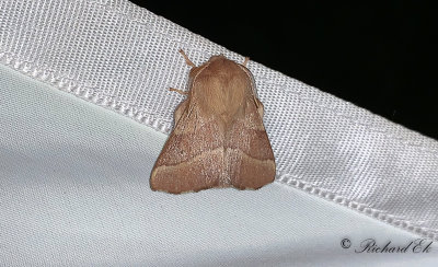 Buskringspinnare - Lackey Moth (Malacosoma neustrium)