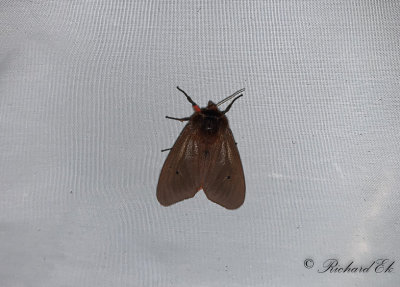 Rostvinge - Ruby Tiger (Phragmatobia fuliginosa)