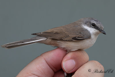 Ärtsångare - Lesser whitethroat (Sylvia curruca)