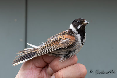 Sävsparv - Reed Bunting (Emberiza schoeniclus)