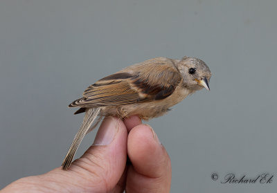 Pungmes - Penduline Tit (Remiz pendulinus)