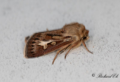 Gaffelgrsfly - Antler Moth (Cerapteryx graminis)