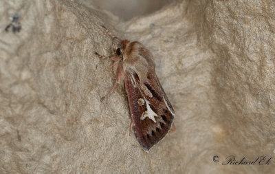 Gaffelgrsfly - Antler Moth (Cerapteryx graminis)