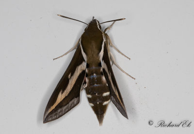 Brunsprtad skymningssvrmare - Bedstraw Hawk-Moth (Hyles gallii)