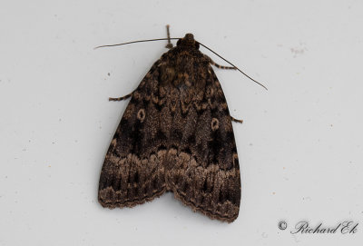 Storringat buskfly - Svensson's Copper Underwing (Amphipyra berbera)