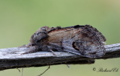 Piltandvinge - Pebble Prominent (Notodonta ziczac)