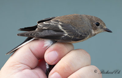 Svartvit flugsnappare - European Pied Flycatcher (Ficedula hypoleuca)
