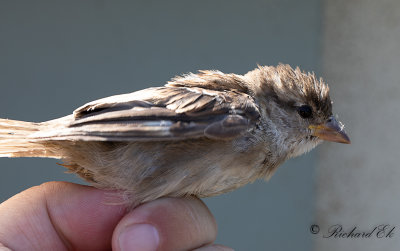 Gråsparv - House Sparrow (Passer domesticus)