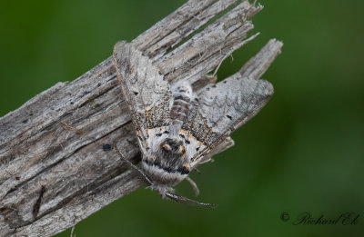 Gr gaffelsvans - Sallow Kitten (Furcula furcula)