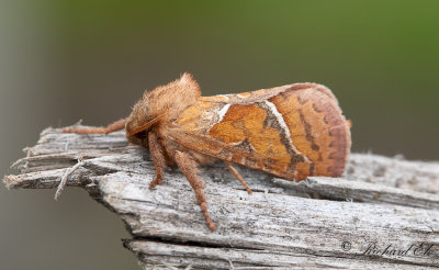 Kamsprtad rotfjril - Orange Swift (Triodia sylvina)