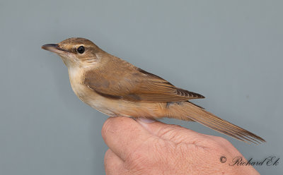 Trastsångare - Great Reed-Warbler (Acrocephalus arundinaceus)