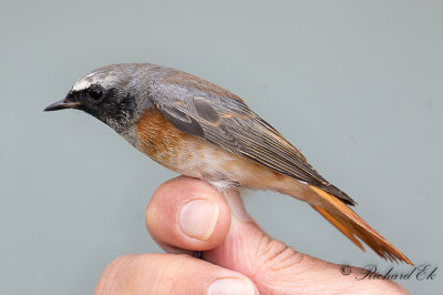 Rödstjärt - Common Redstart (Phoenicurus phoenicurus)