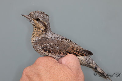 Göktyta - Eurasian Wryneck (Jynx torquilla)