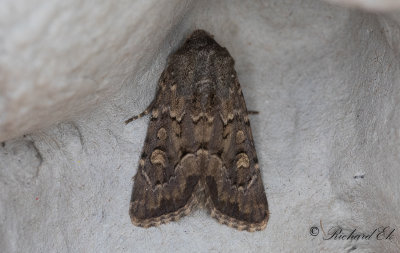 Grsrotsfly - Flounced Rustic (Luperina testacea)