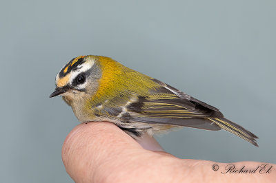 Brandkronad kungsfågel - Common Firecrest (Regulus ignicapillus)