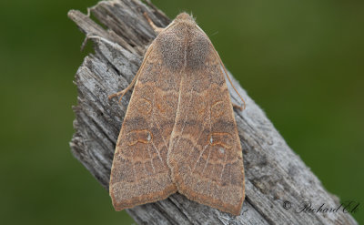 Ljusribbat gulvingsfly - Pale-lemon Sallow (Cirrhia ocellaris)