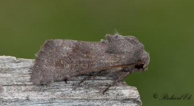 Kamsprtat puckelfly - Deep-brown Dart (Aporophyla luenebergensis)