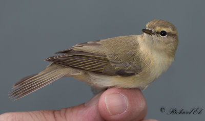 Sibirisk gransångare - Siberian Chiffchaff (Phylloscopus collybita tristis)