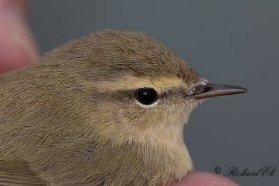 Sibirisk gransångare - Siberian Chiffchaff (Phylloscopus collybita tristis)