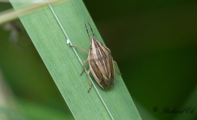 Mindre spetsnsa - Bishop's Mitre (Aelia acuminata)