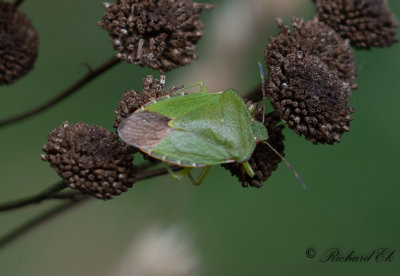 Grn brfis - Green Shield Bug (Palomena prasina) 