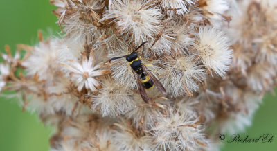 Kilmurargeting - Notched Mason-wasp (Ancistrocerus parietum)