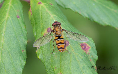 Flyttblomfluga - Marmalade Hoverfly (Episyrphus balteatus) 