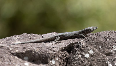 Madeira Wall Lizard (Lacerta dugesii)
