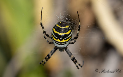 Getingspindel - Wasp spider (Argiope bruennichi)