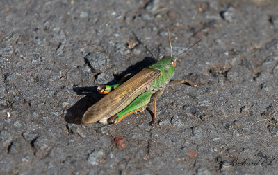 Europeisk vandringsgräshoppa - Migratory Locust (Locusta migratoria)