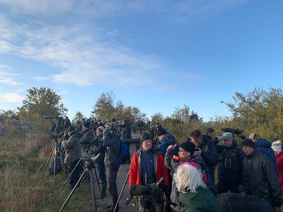 Brown shrike - twitchers