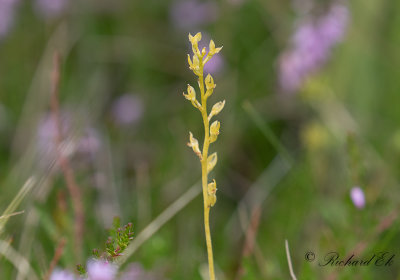 Myggblomster - Bog Orchid (Hammarbya paludosa)