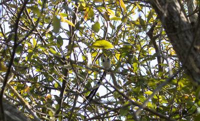 Dominikaneränka - Pintail Whydah (Vidua macroura)