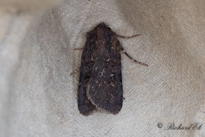 Svart jordfly - Garden Dart (Euxoa nigricans)