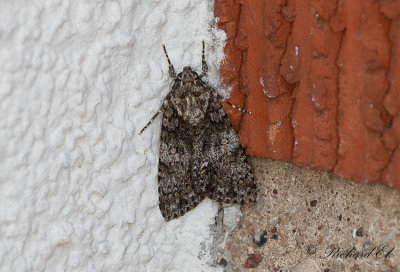 Syraftonfly - Knotgrass moth (Acronicta rumicis)