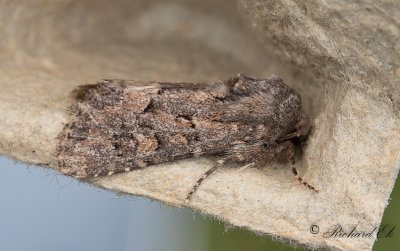 Grsrotsfly (Luperina testacea)