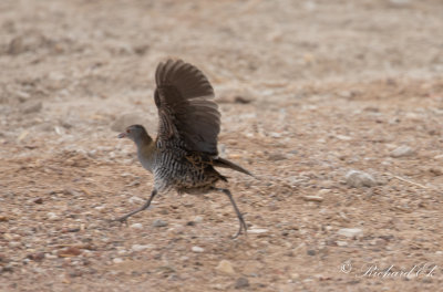 Afrikansk kornknarr - African Crake (Crex egregia)