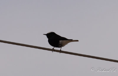 Vitkronad stenskvtta - White-crowned Black Wheatear (Oenanthe leucopyga)