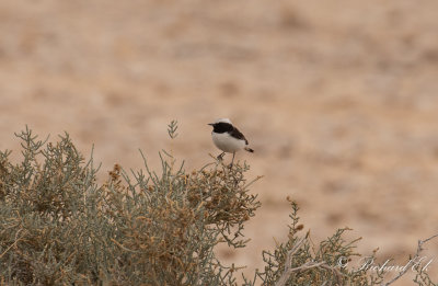 Sorgstenskvtta - Mourning Wheatear (Oenanthe lugens)