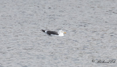 Silltrut - Lesser Black-backed Gull (Larus fuscus)