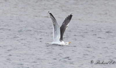 Silltrut - Lesser Black-backed Gull (Larus fuscus)